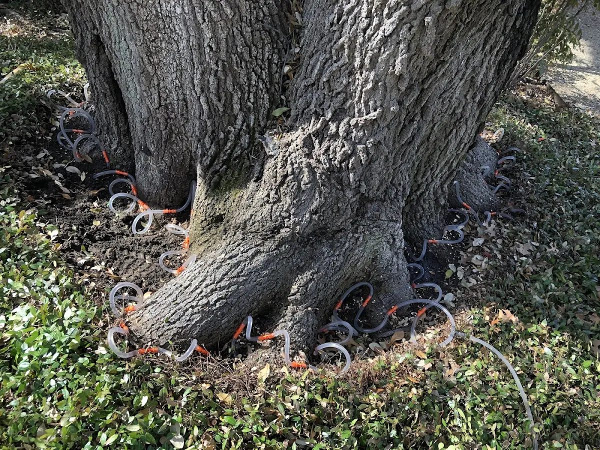 Detailed Shrub and Hedge Trimming job site in Terry
