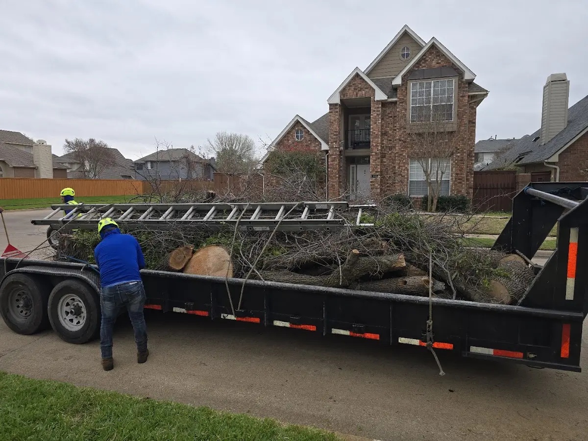 Expert Tree Removal with proper safety equipment in Terry